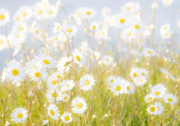 「이단 사이비 예방백서 종합자료(1)」 책자에 대한 지방교회 측의 항의와 시정요구