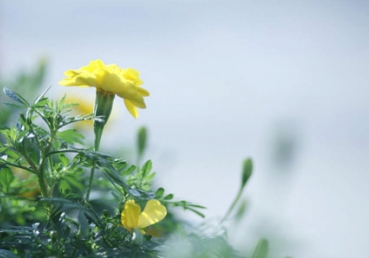 지방교회들의 핵심진리(2)- 왜 하필 삼일 하나님이라고 하나요?