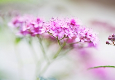 지방 교회들에 대한 이인규님의 거짓말(9-2)