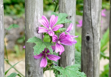 '신화'(“계시의 최고봉”) 진리에 대한 지방 교회측의 반박 및 질의