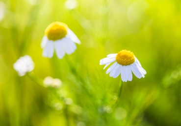 역사를 숨긴다고요?(한글)
