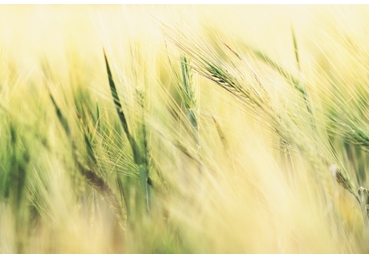 지방교회들의 핵심진리(3)- 성령보다 그리스도를 많이 강조한다면서요?