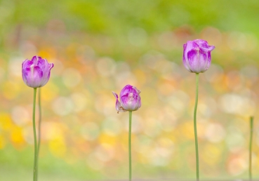 Come and rejoice with me