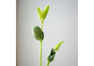 지방교회만이 참된 회복 교회라고 주장하고 있는가?