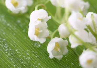 And let them make a sanctuary for Me