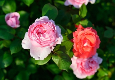 데이스타 캠핑카 사업에 관한 사실들(한글)