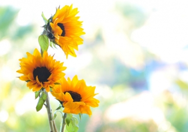 지방 교회들을 오해한 가이슬러의 치명적인 문제점(2)