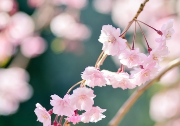 오직 '순수한 말씀'만 읽음 – 위험하고 비성경적인 생각(한글)