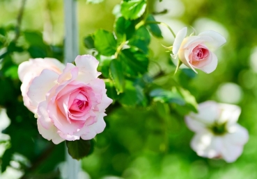 장로들의 권위에 대한 균형 잡힌 관점(한글)