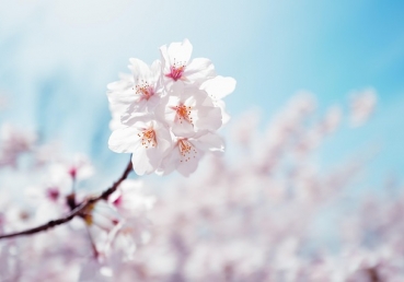 장로들이 옳고 그름에 휘말리는 것을 피함(한글)