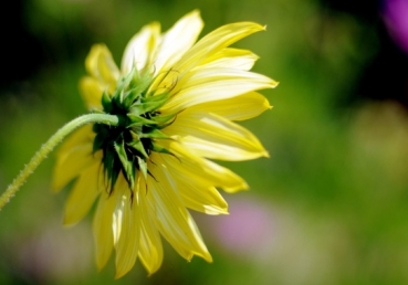 God’s eternal economy