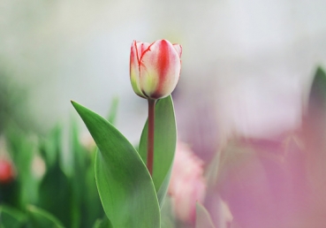 Far away the noise of strife upon my ear