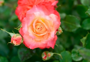 학대 혐의를 처리함(한글)