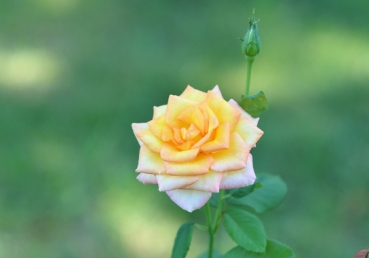 지방 교회측 토론글-지방교회, 지방교회-이단과 정통(#2)