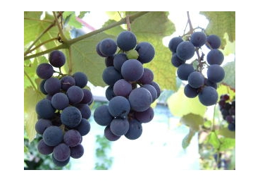 우리 안에 계신 그리스도 - 세 가지 견해 소개