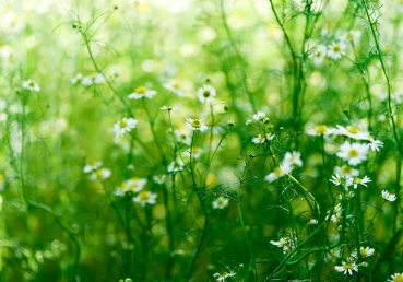 전문적으로 심리적인 도움을 받는 것에 대한 우리의 태도(한글)