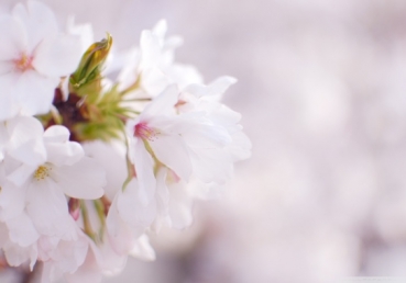 호함파(후한파이), 위키백과