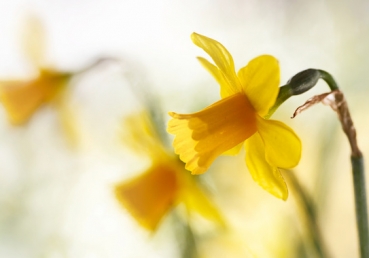 주의 회복―회복의 그림, 회복의 간략한 역사, 오늘날의 회복
