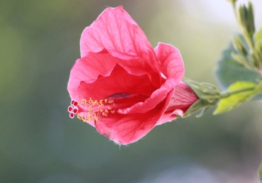 위트니스 리의 ‘아가서 강해’