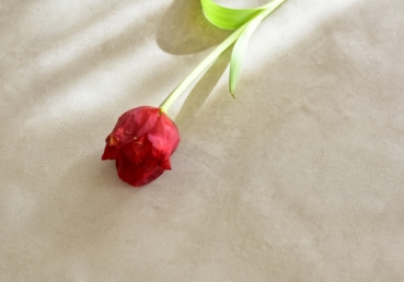 독립교회파 근본주의자들 계열