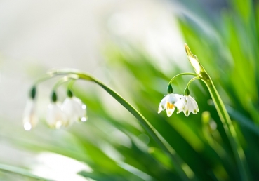 리빙 스트림 미니스트리와 지방교회들의 관계(한글)