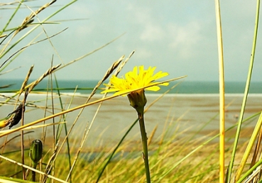 교회의 정통―인도의 말씀