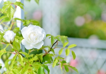 한 지방 교회의 경계에 관하여(한글)