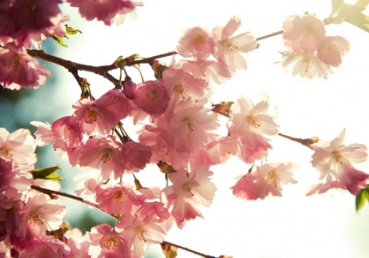 지방교회에 대한 비판은 공정한가?