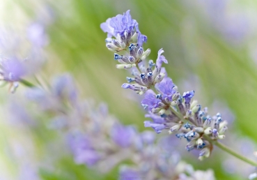 가정교회, 지방교회