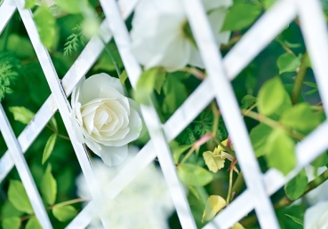 변호와 확증을 위한 프로젝트(DCP)(한글)