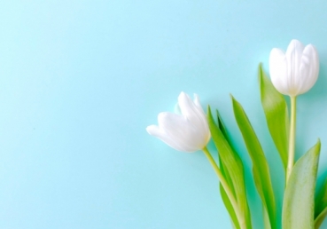 장로들이 옳고 그름에 휘말리는 것을 피함