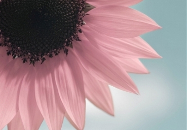 한국교계에 닫힌 핵심진리 - 『하나님의 경륜 (5), (6)결론』