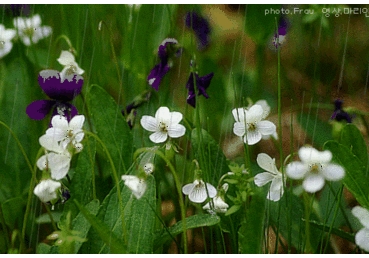 최삼경 목사에게 묻는다.