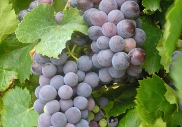 AN OPEN LETTER ― 사역과 사역들