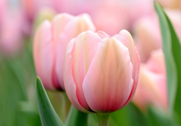 지방 교회측 토론글-지방 교회, 그리고 “나쁜 이단 사냥”의 희생양들(#3)