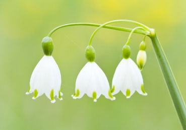 복음의 수호―사람의 본성에 관하여