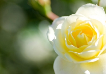 The love of Christ is Christ Himself