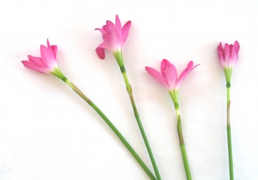 정상적인 그리스도인의 생활―그리스도의 피