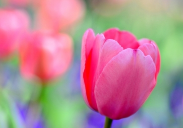 O Jesus Most Desired