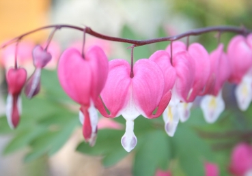 We praise Thee, Lord, for Thy great plan