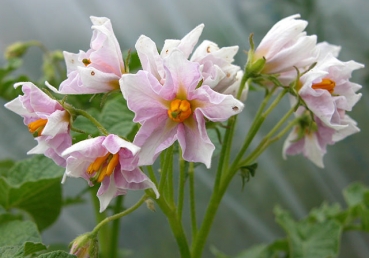 삼분설, 이분설