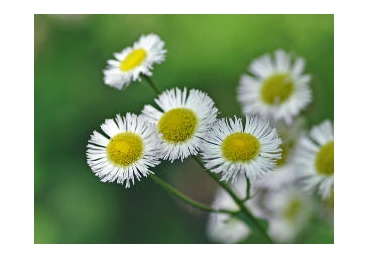 지방교회측은 목사제도와 예배를 부인하는가?