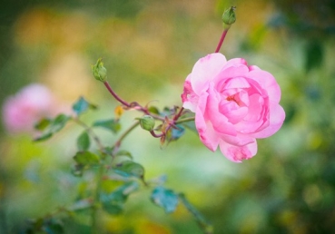 지방입장 비판에 대한 지방교회 측의 반론(1)