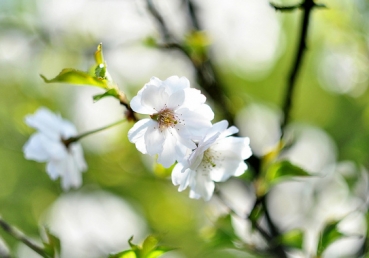 성경적인 교회관-부록1(장로교 합동측 교회론 이단기준)
