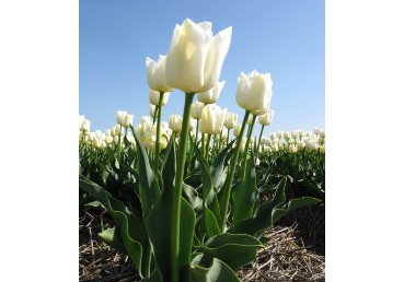 성령, 영으로 오신 하나님