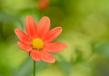 워치만 니와 김홍기 목사, 과연 누구의 교회론이 성경적인가?