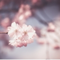cherry-blossom-1326168_1280.jpg