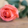 rose-flower-tsvetok-romantic-rozy-bud-buton-wood-rozovaia-ro.jpg