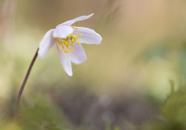 Hast thou heard Him, seen Him, known Him?