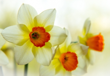위트니스 리와 지방교회들이 “성경문답자”에게 답변함―성경을 번역함에 관하여